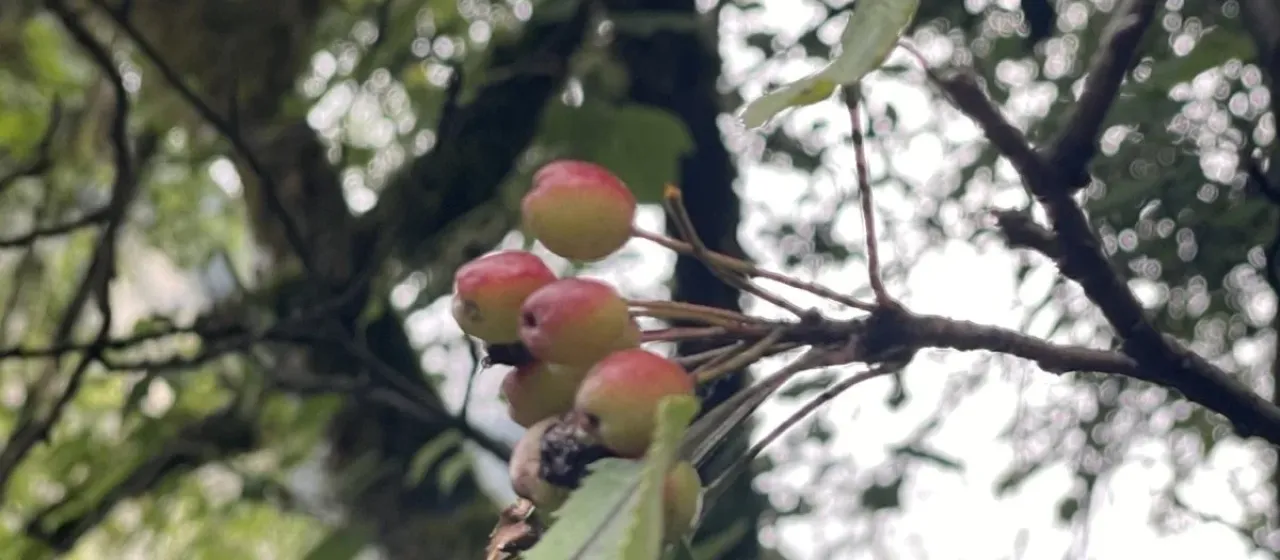Gansu crabapple