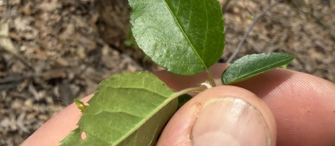 Lance-leaf crabapple