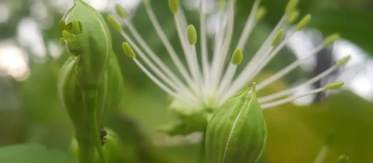 Maerua oblongifolia