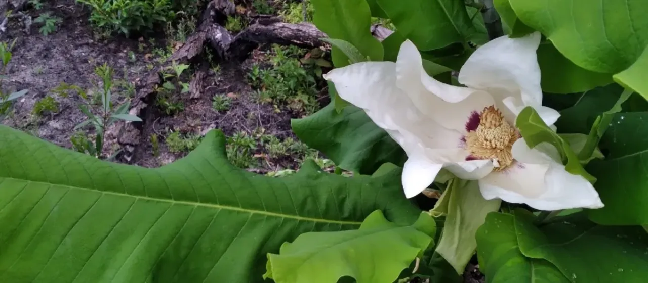 Ashe magnolia