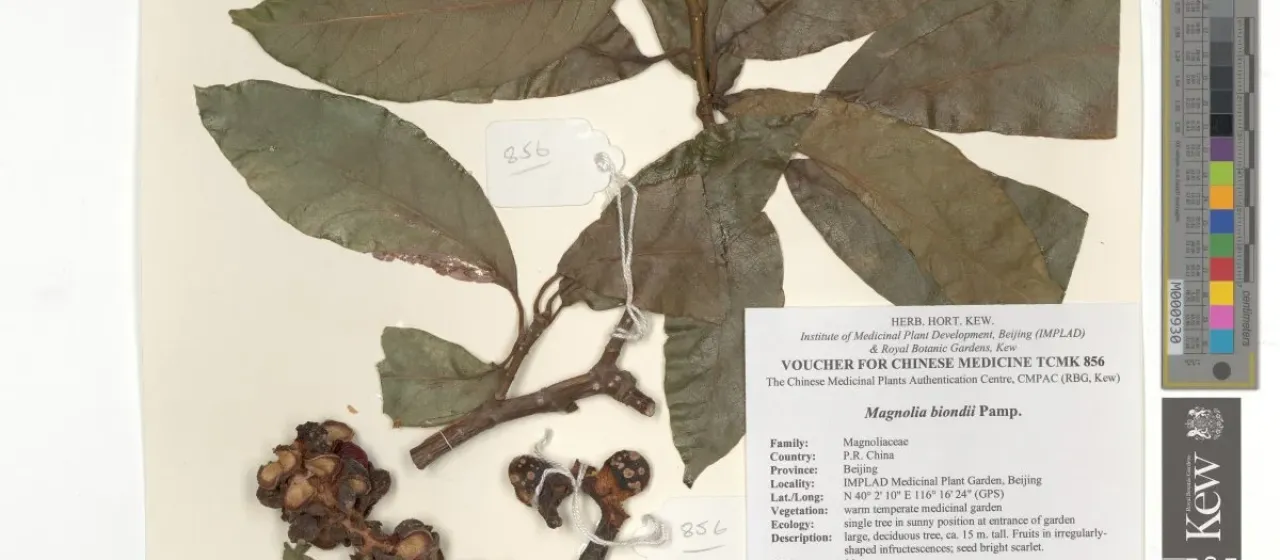 Magnolia biondii