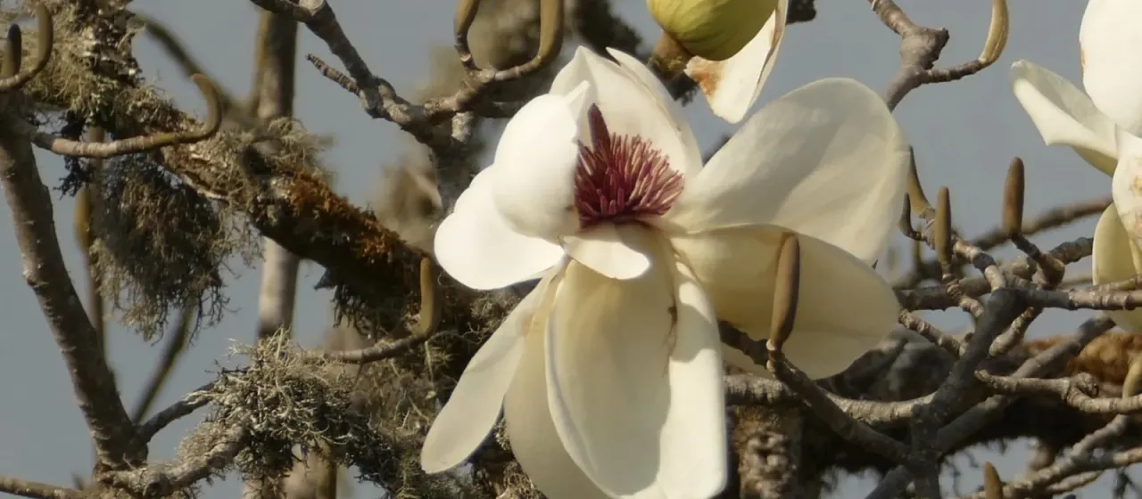Campbell's magnolia
