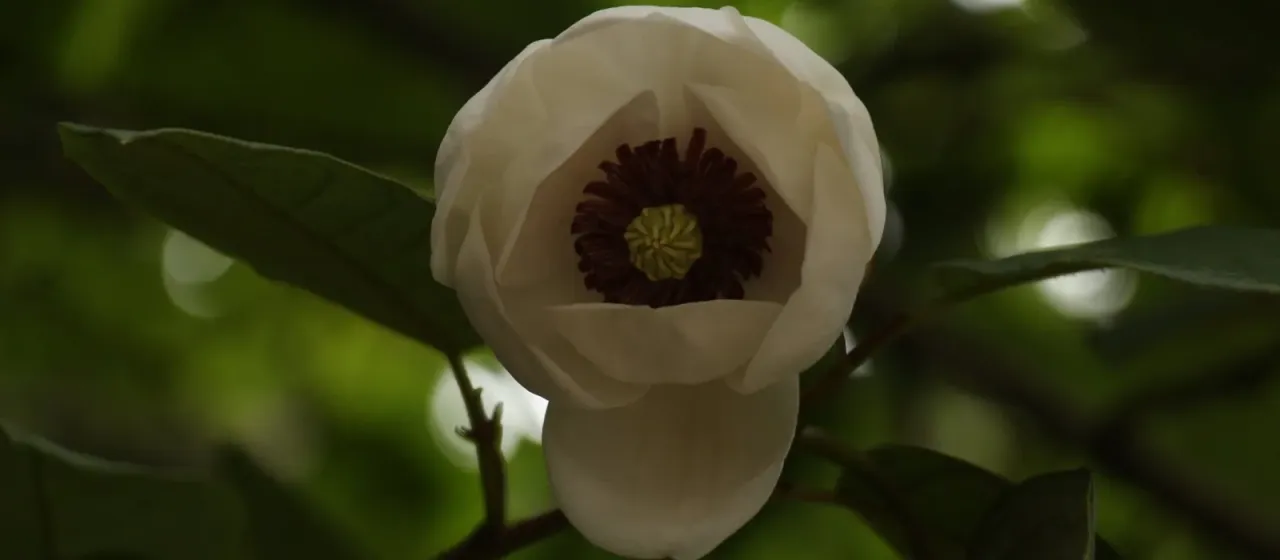 Globe magnolia