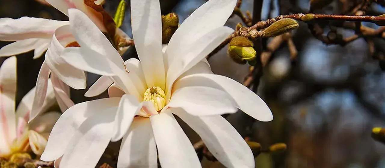 Proctor Magnolia