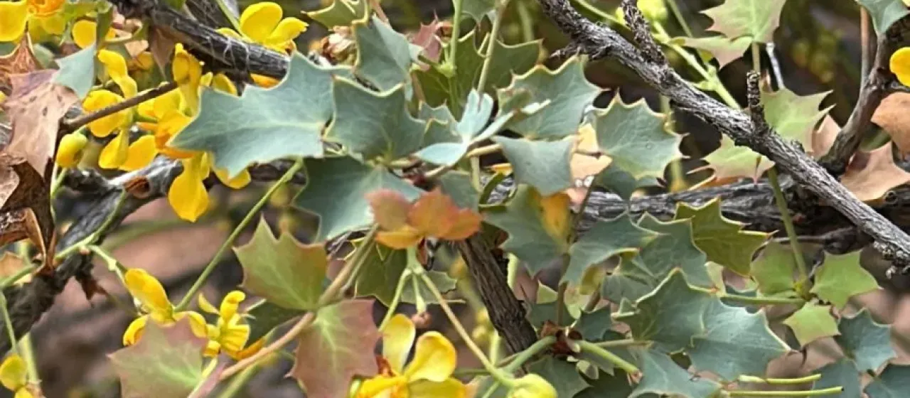 Fremont's barberry
