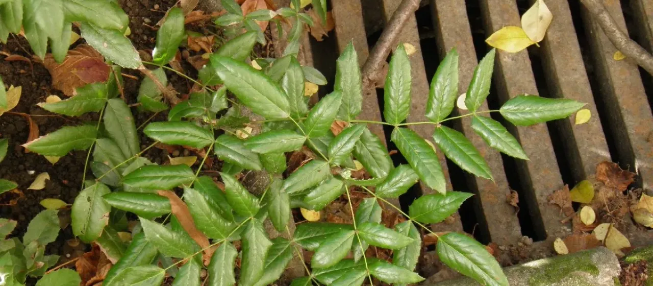 Wagner's mahonia