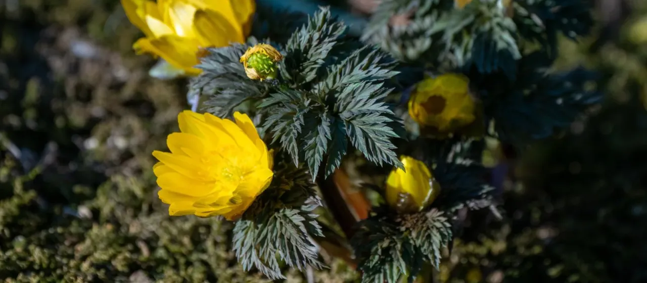 Adonis multiflora