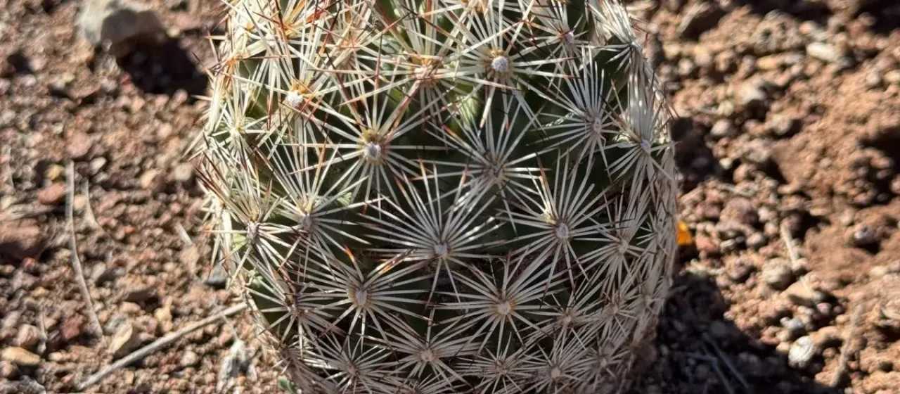 Escobaria vivipara