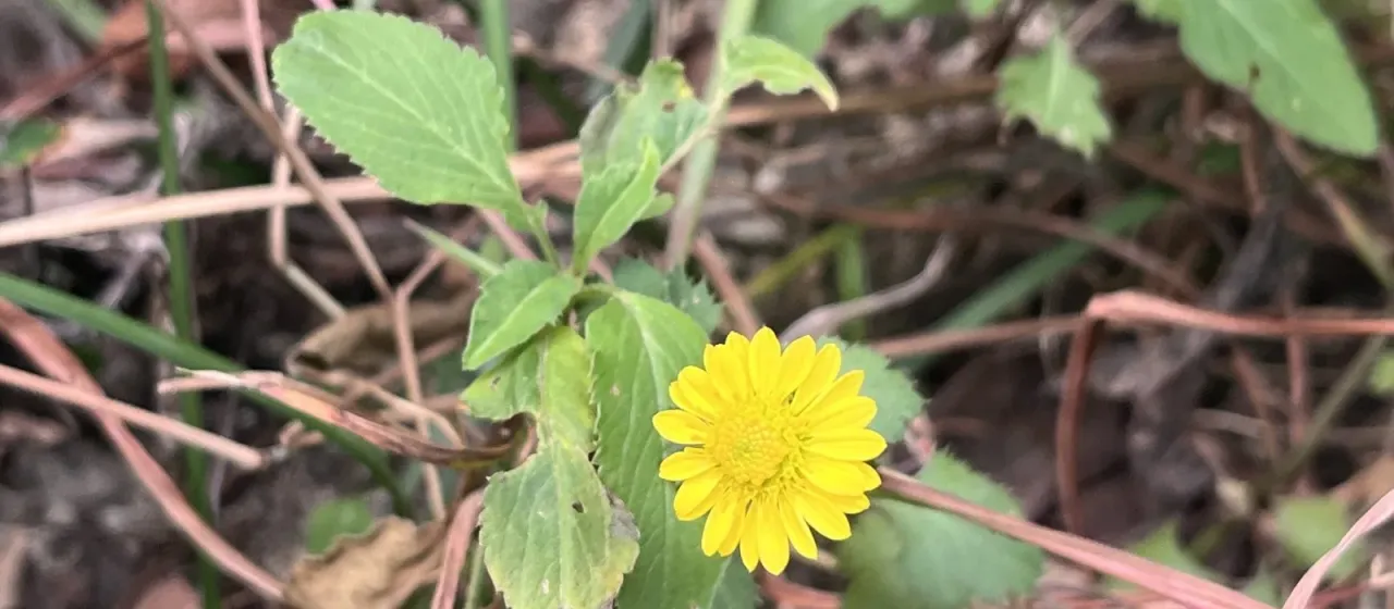 Indian chrysanthemum