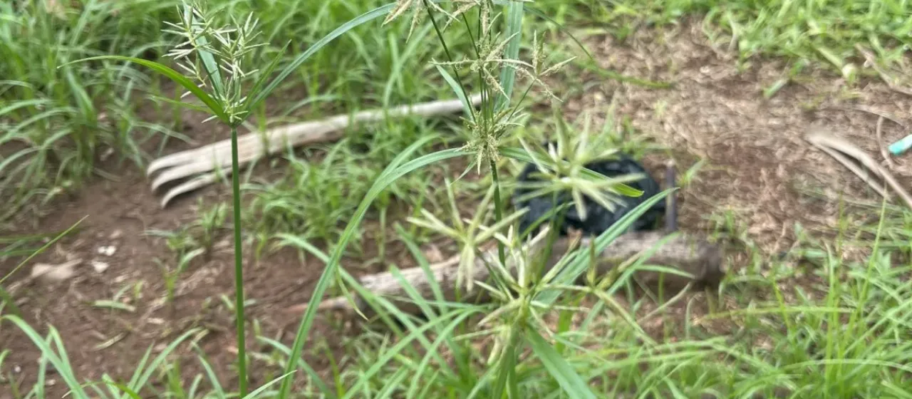 Rusty-green sedge