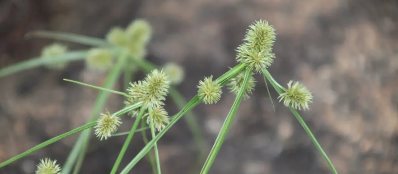 Mariscus rehmannianus