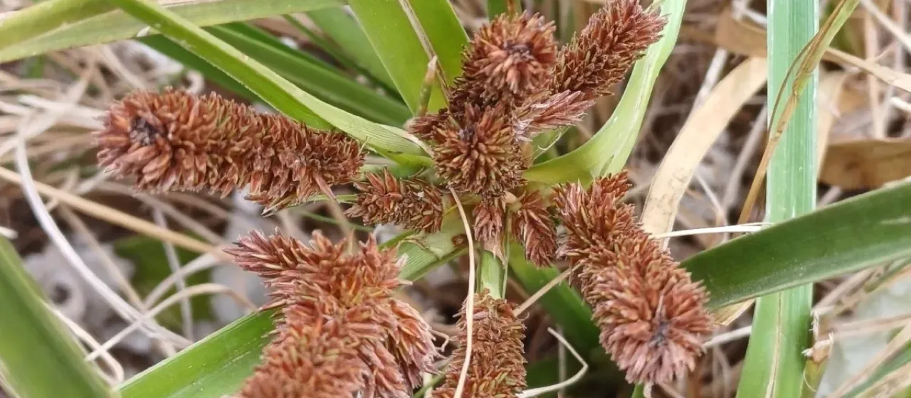 Mariscus thunbergii