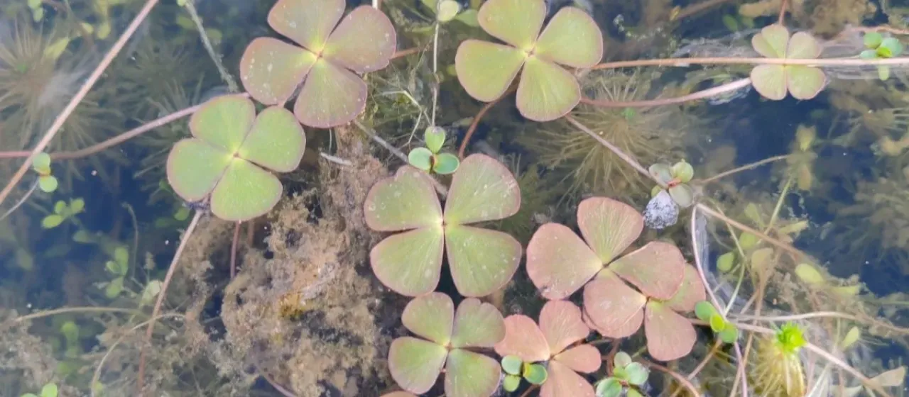 Water clover