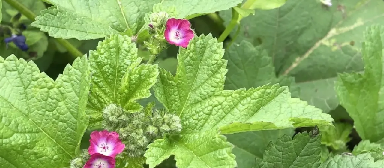 Fuertesimalva peruviana