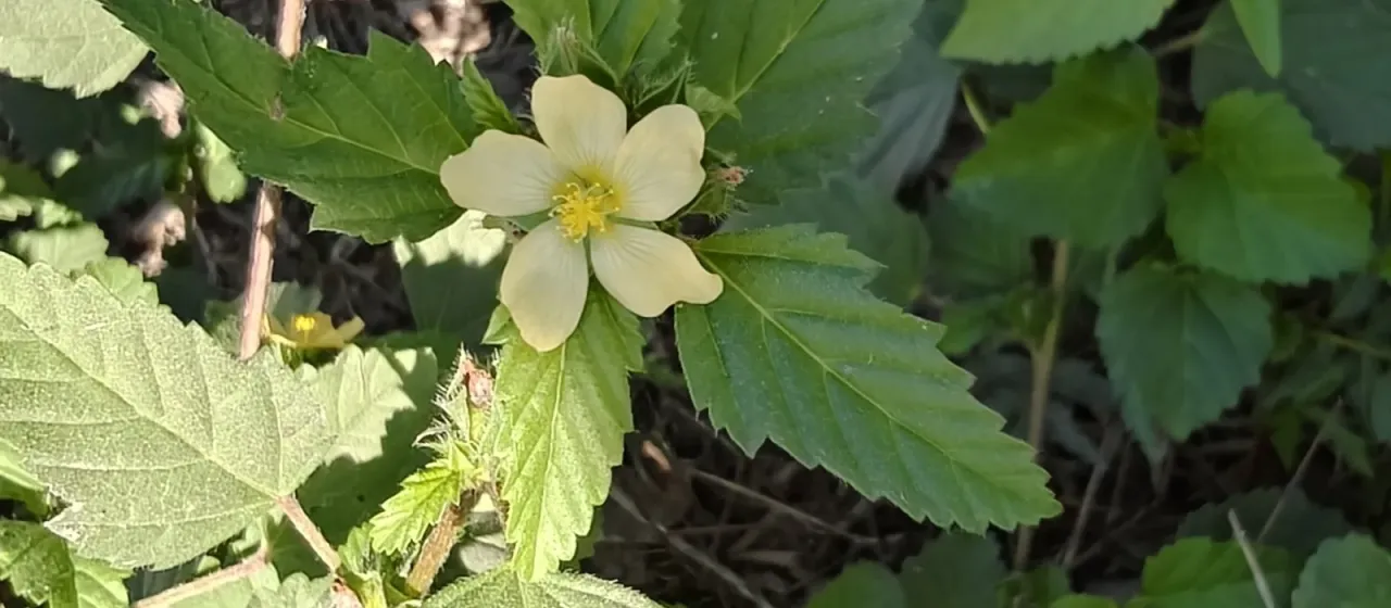 Malvastrum coromandelianum