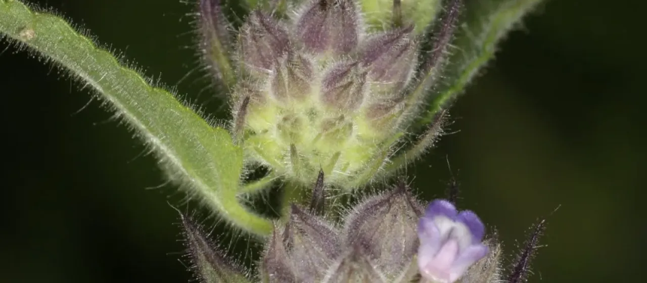 Marsypianthes chamaedrys