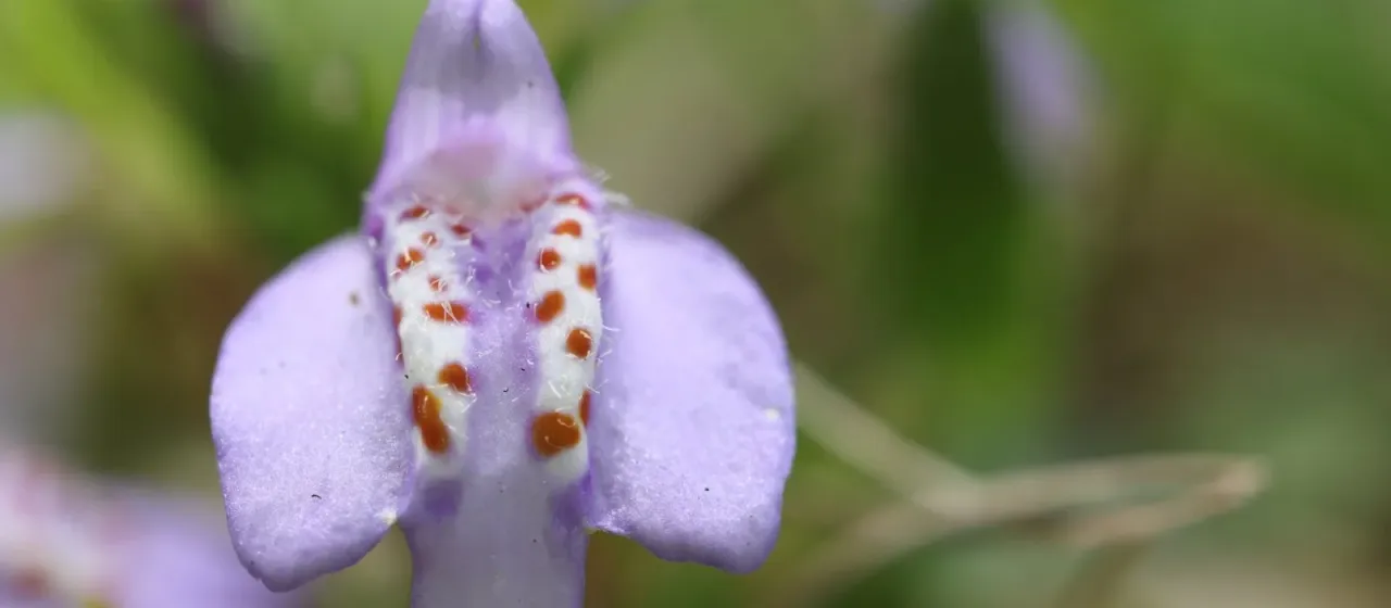 Creeping mazus