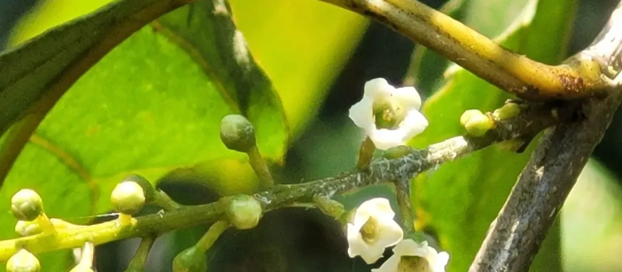 Maesa indica