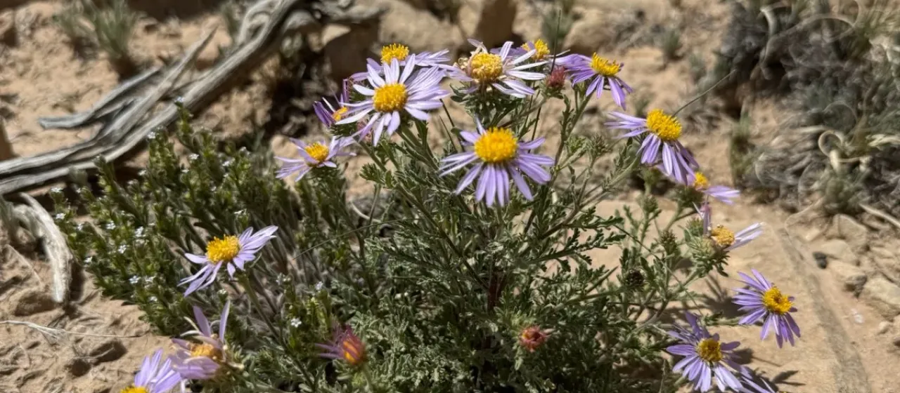 Machaeranthera