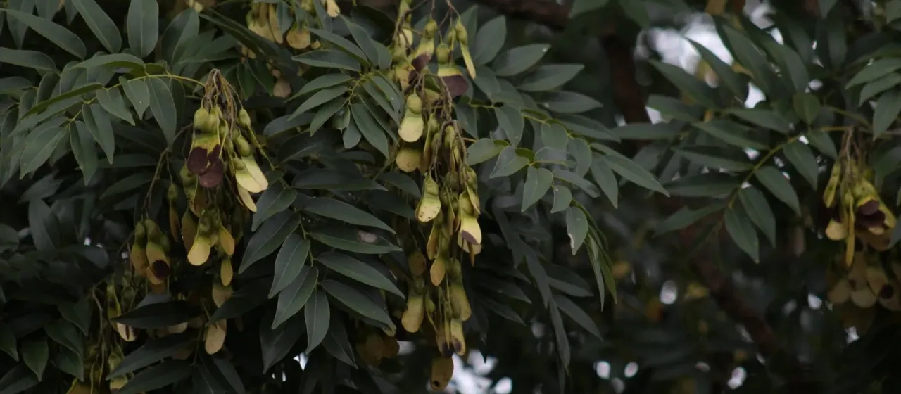 Machaerium acutifolium
