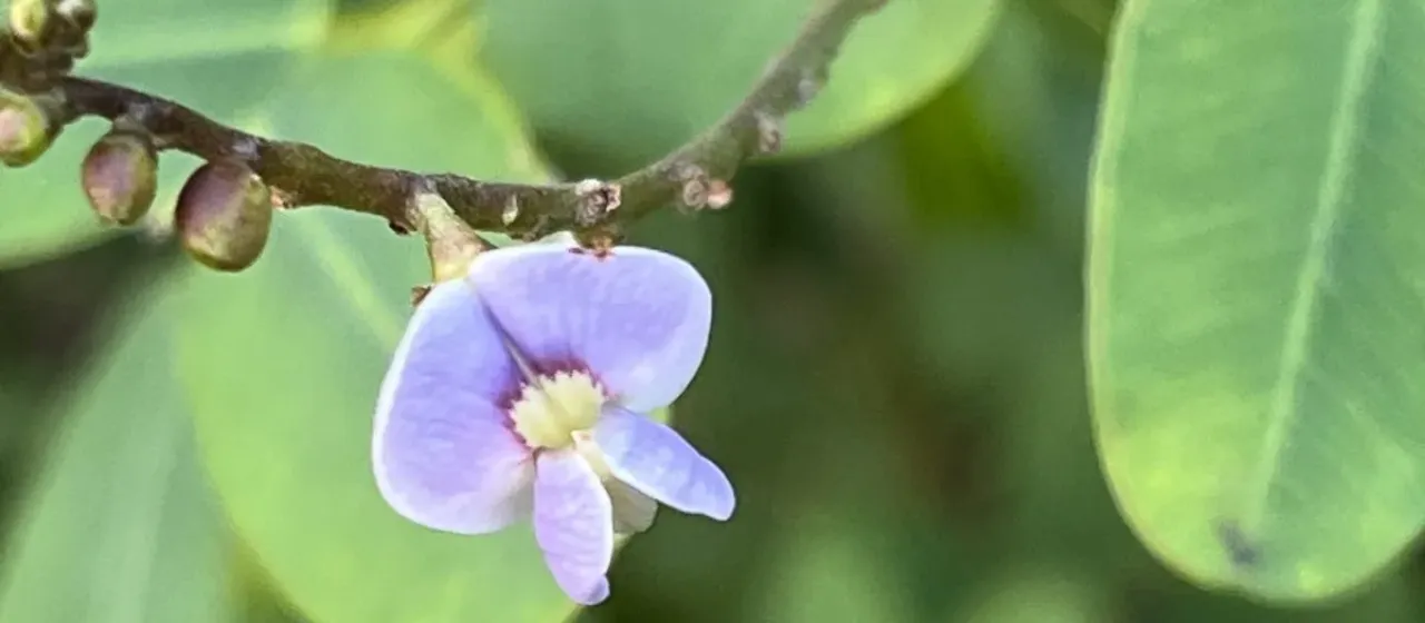 Machaerium lunatum