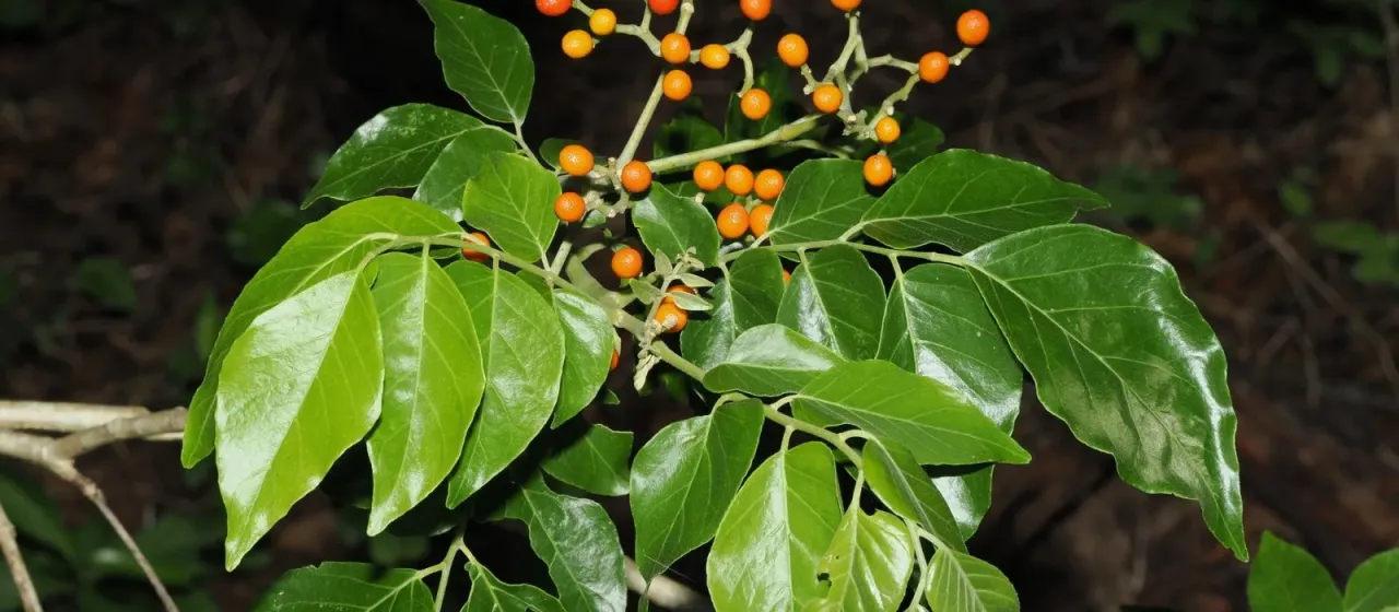 Micromelum minutum