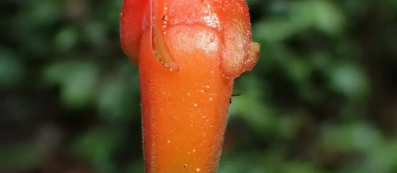 Macleania