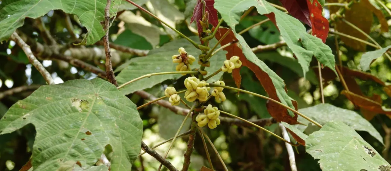 Macaranga triloba
