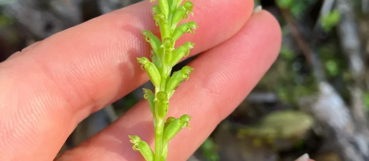 Microtis unifolia