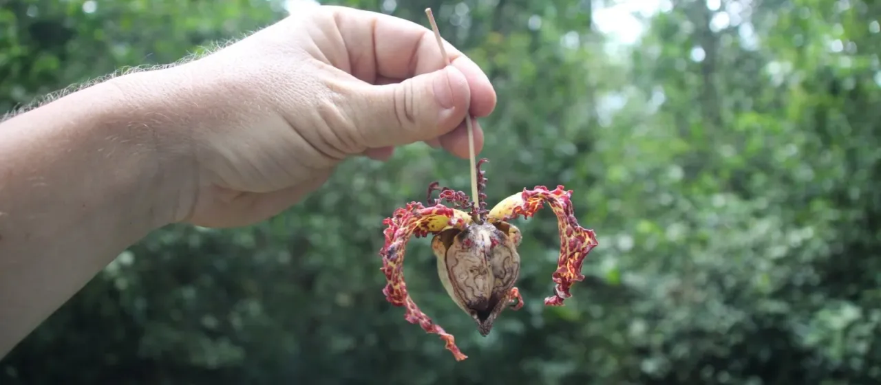 Calabash nutmeg