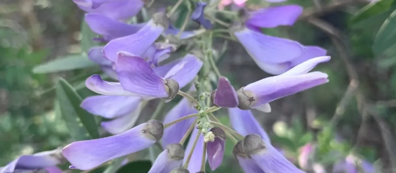 Mundulea sericea