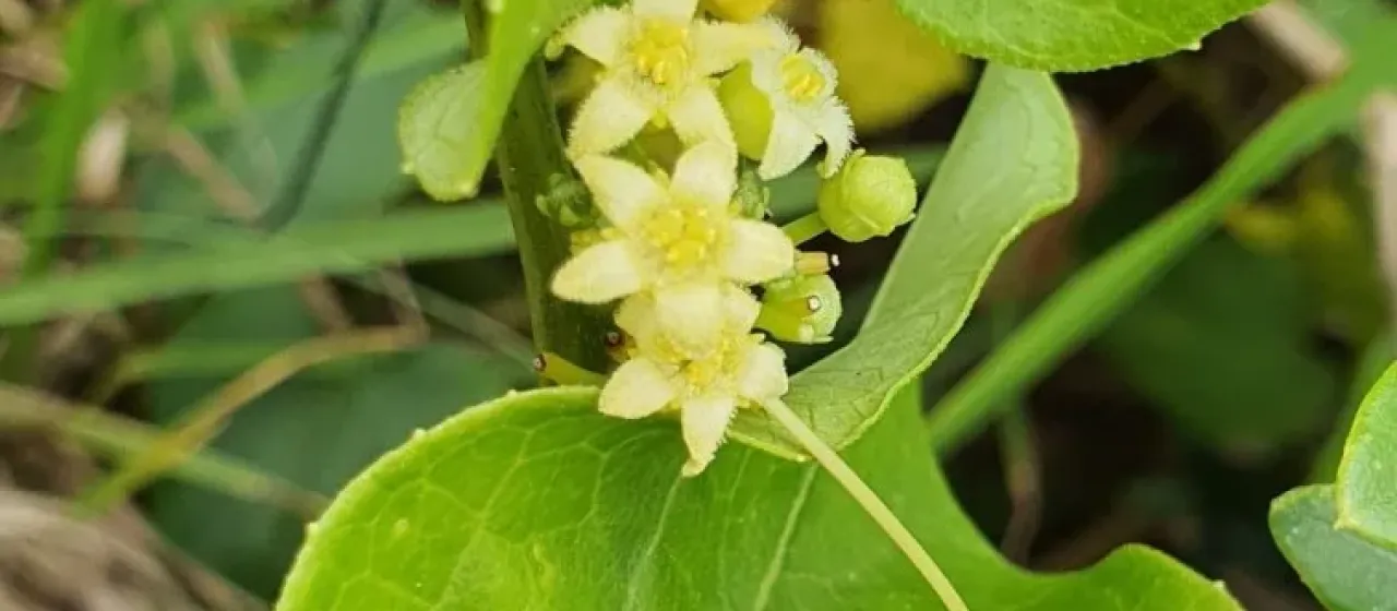 Zehneria mucronata