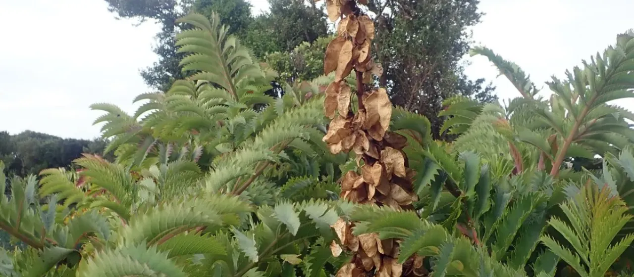 Honey bush