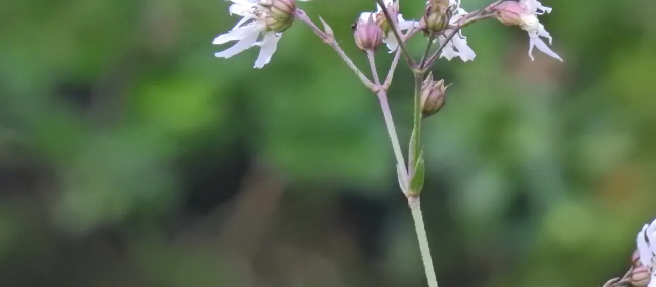 Melandrium