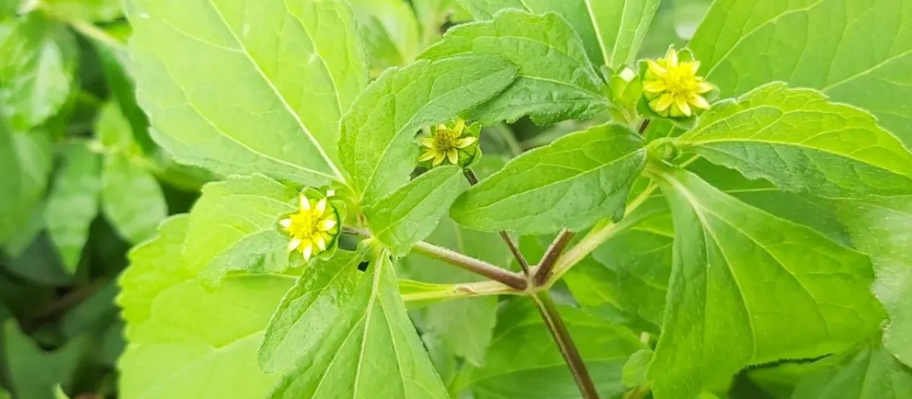 Melampodium costaricense