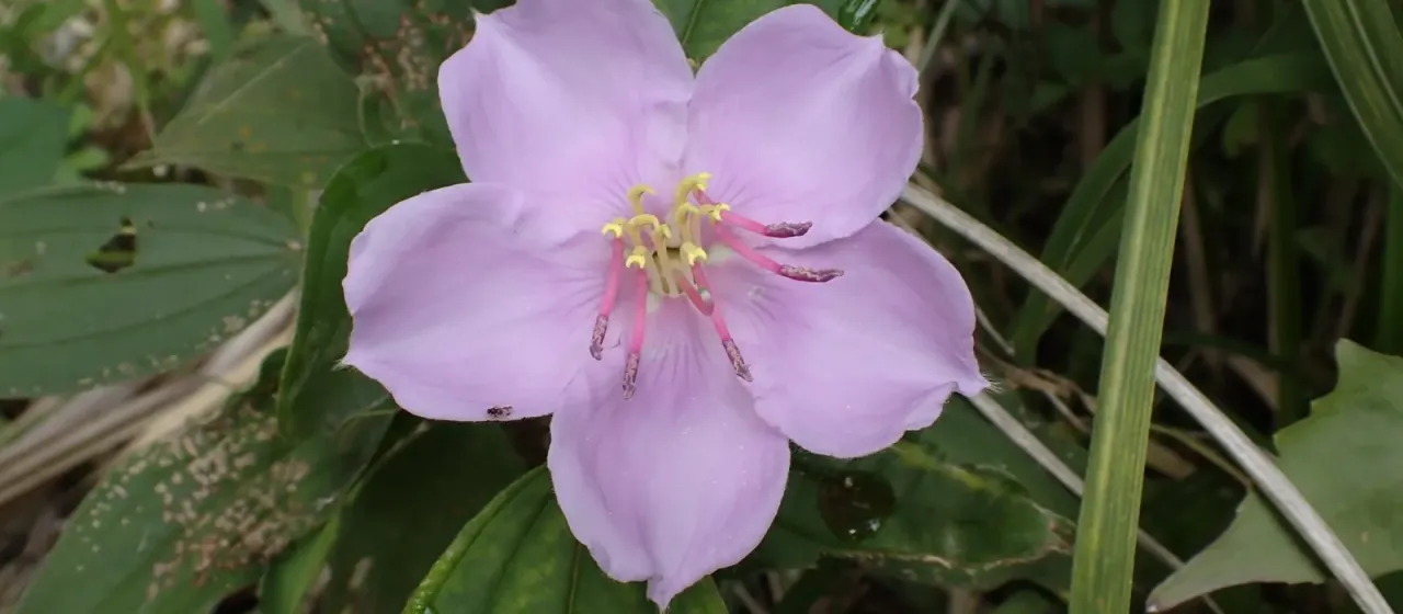 Melastoma candidum