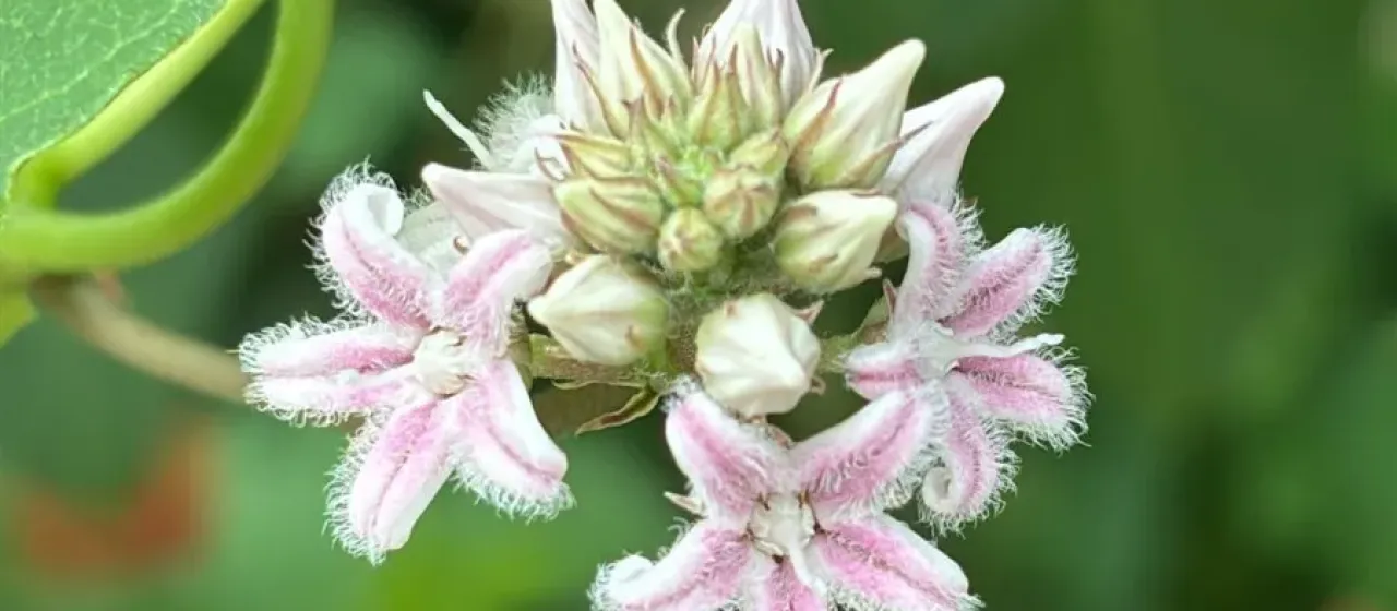 Cynanchum rostellatum