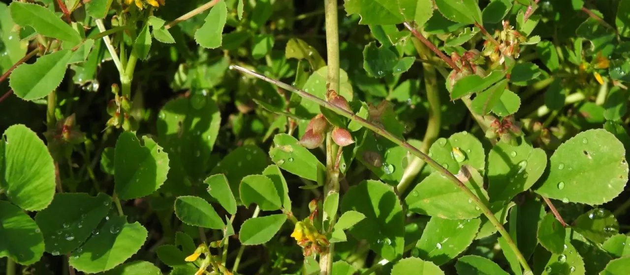 Melilotus messanensis