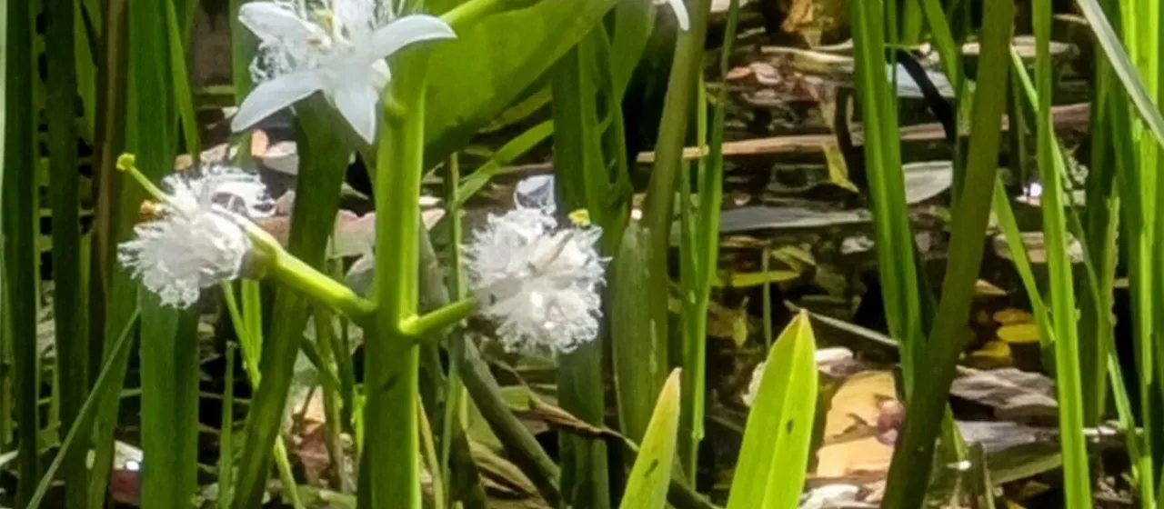 Bogbean