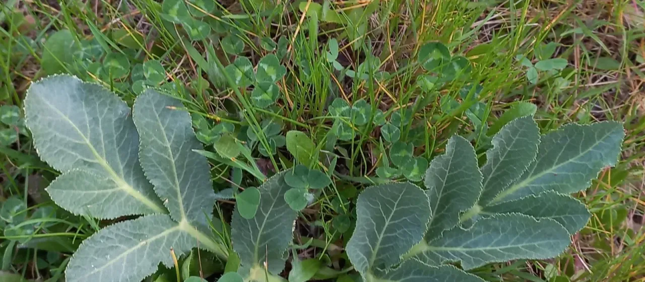 Magydaris panacifolia