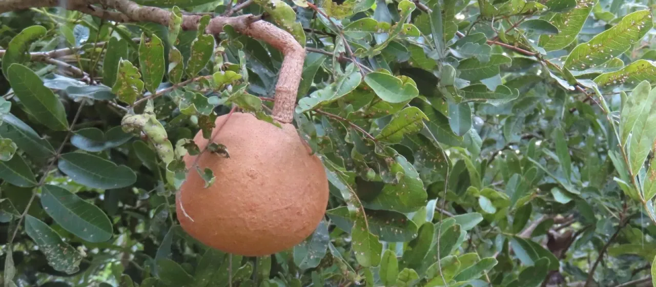 Magonia pubescens