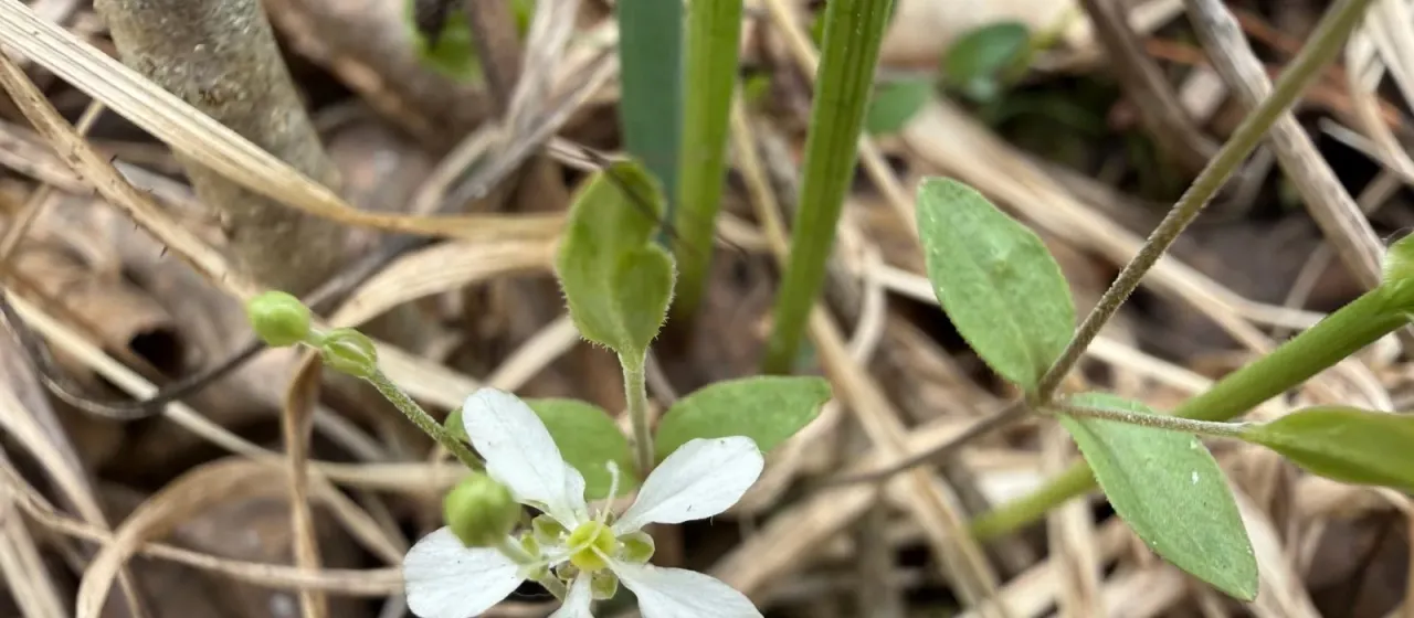 Moehringia lateriflora
