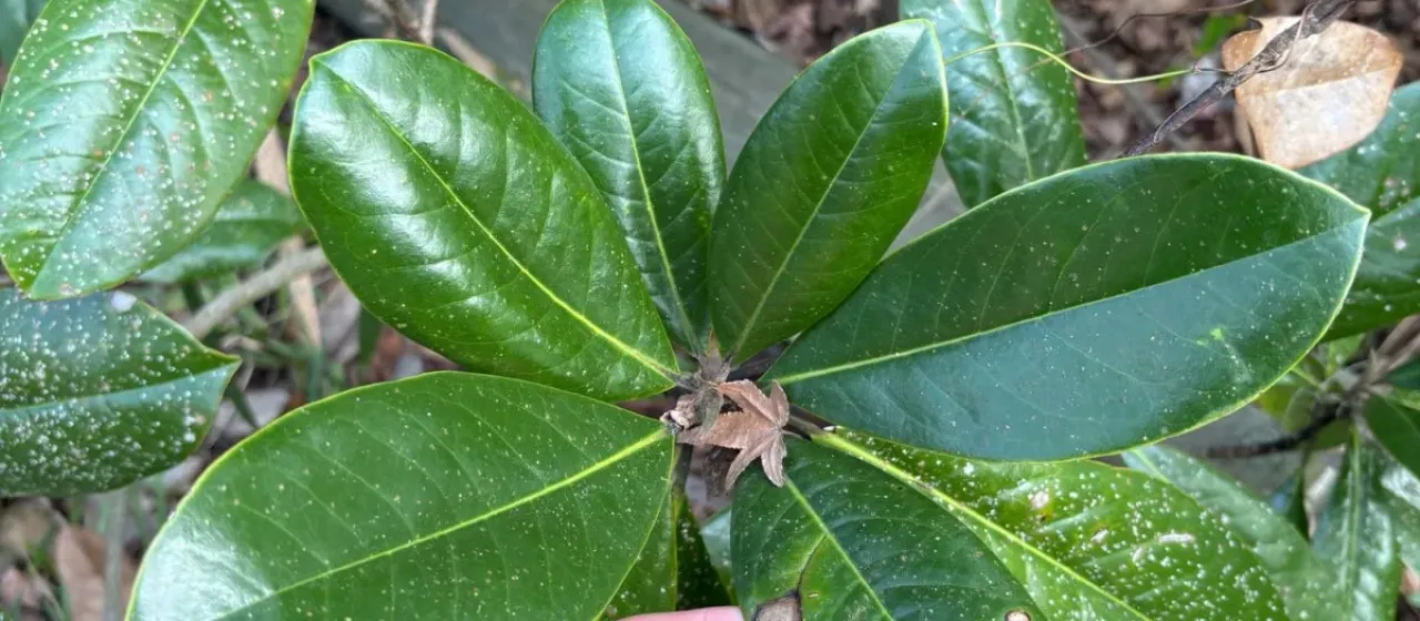 Southern magnolia