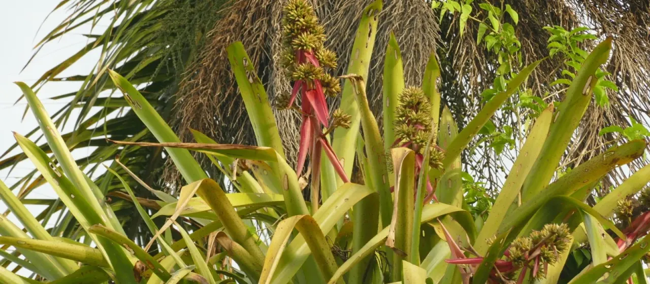 Aechmea aquilega