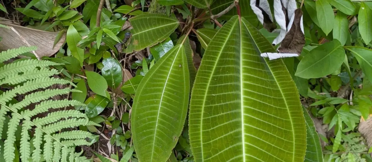 Miconia calvescens