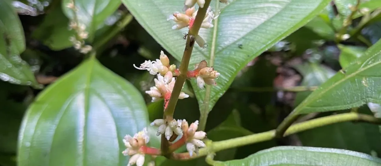 Miconia nervosa