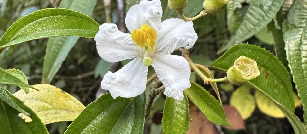 Miconia schlimii