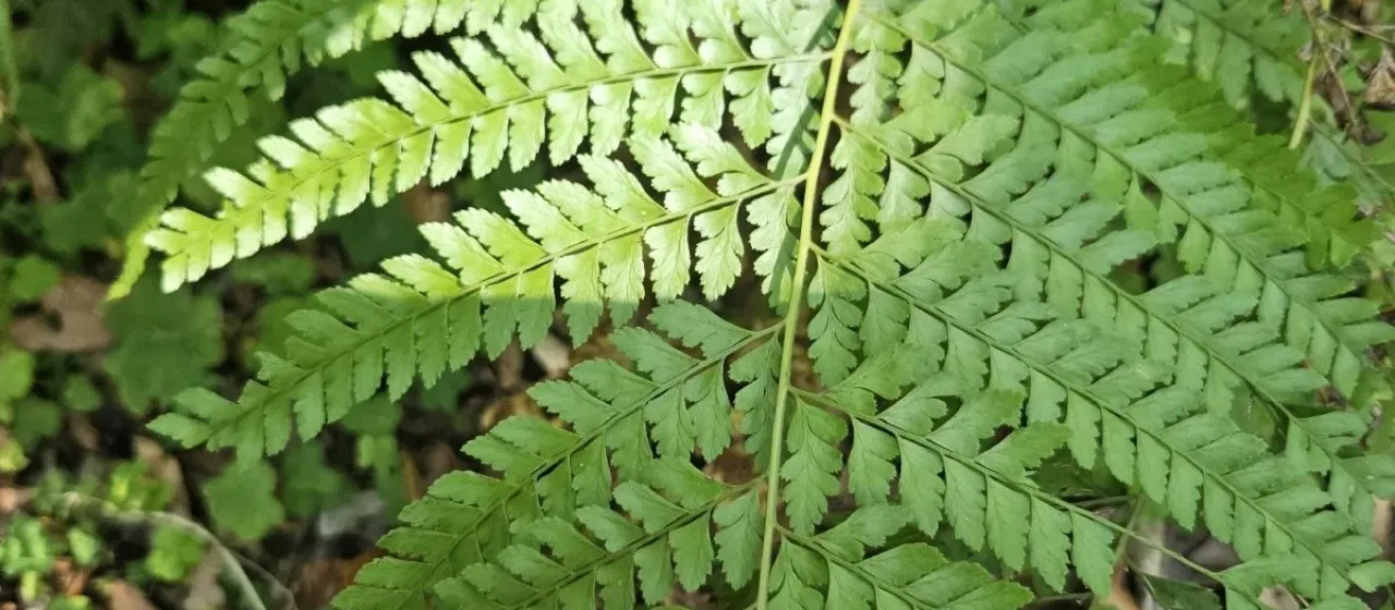 Microlepia strigosa