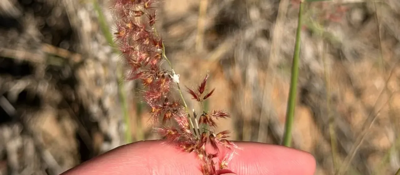 Natal grass