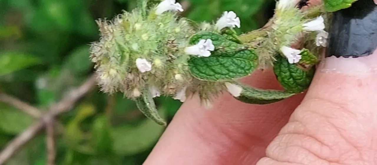 Minthostachys